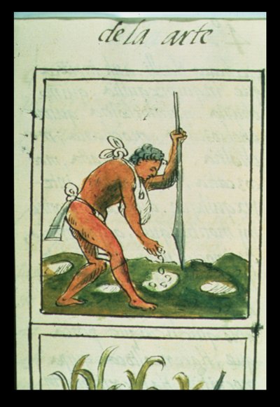 An Aztec man planting maize, from the 